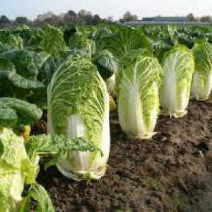 CABBAGE Seeds, Chinese Michihili