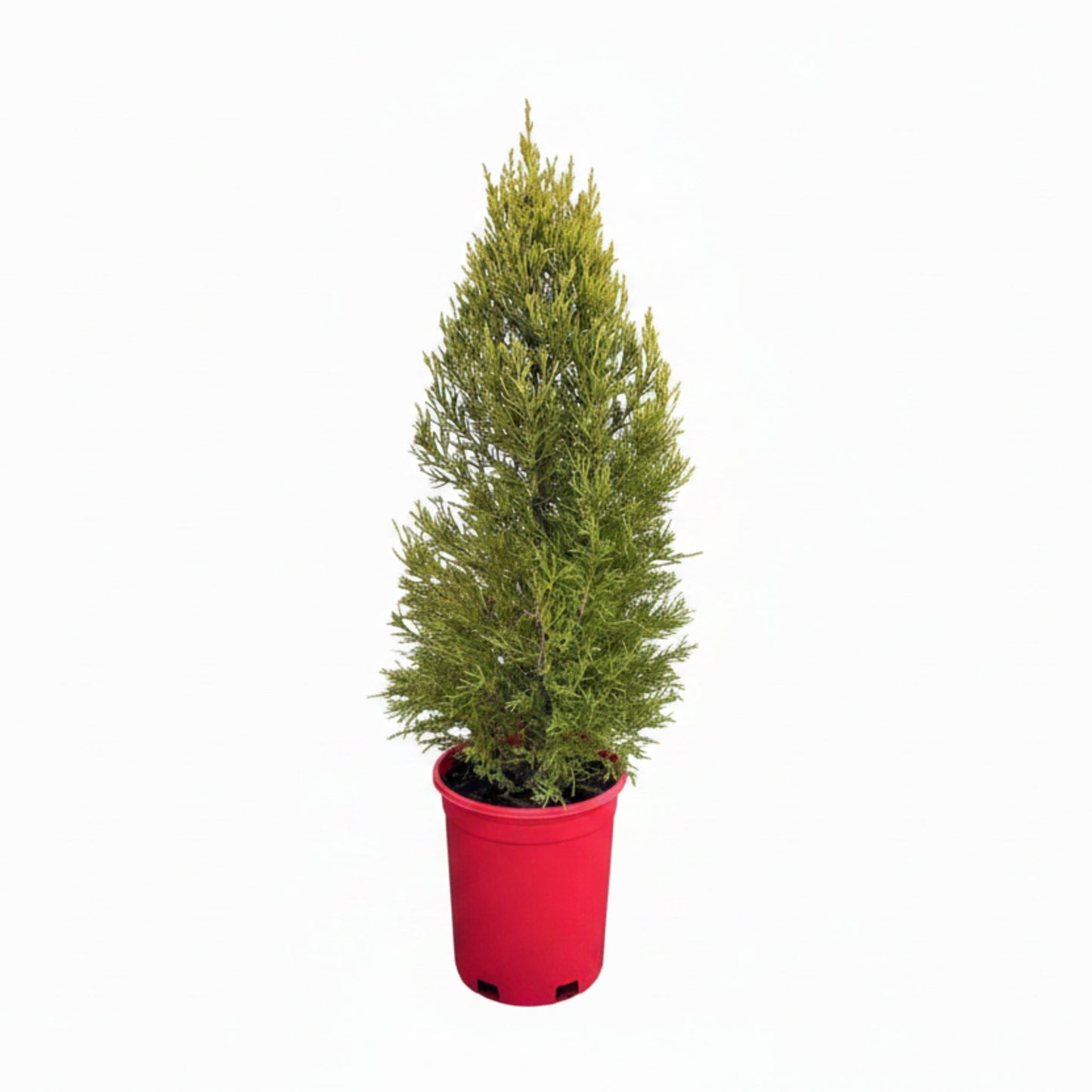 Lemon Cypress in Red Holiday Pot