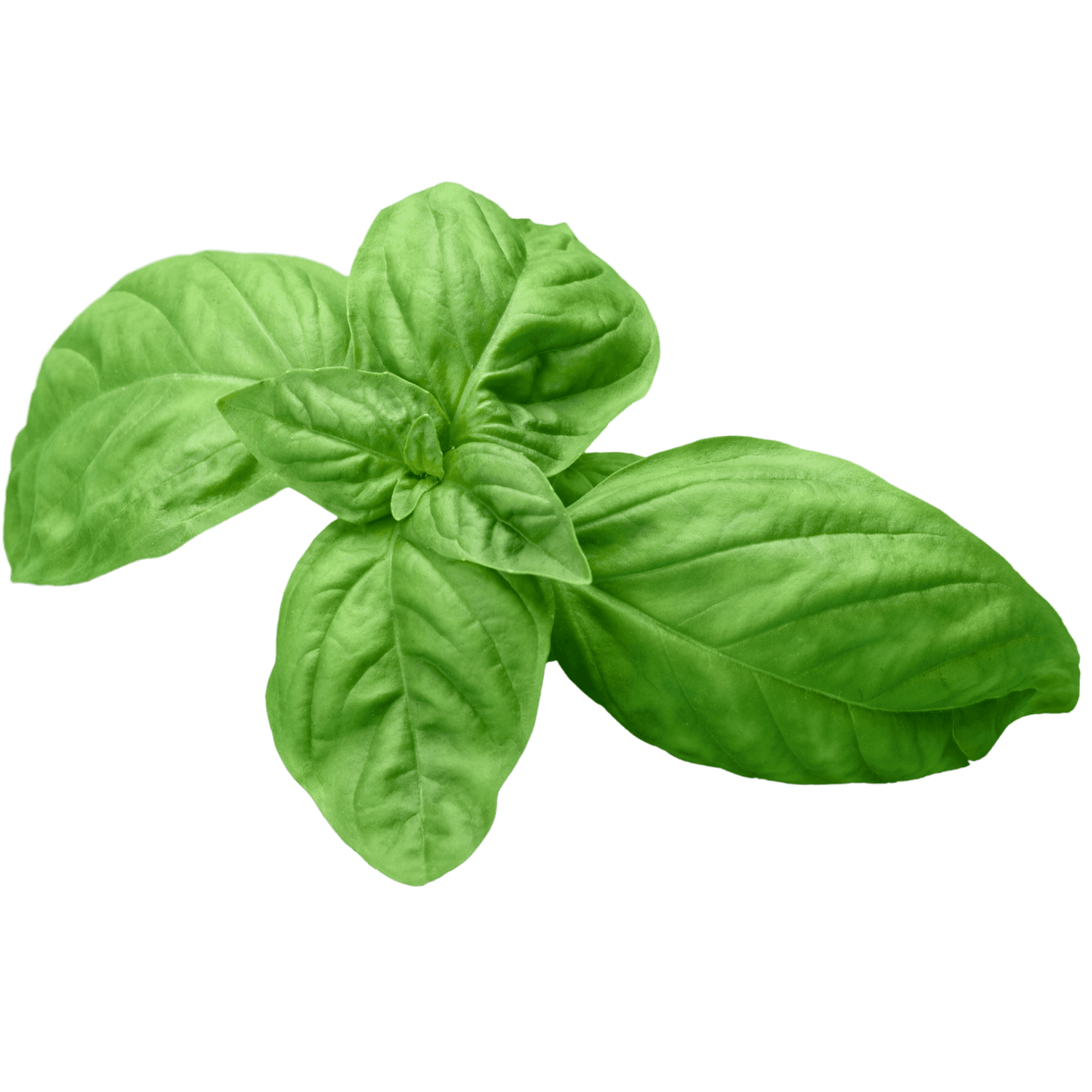 Genovese Basil Seeds