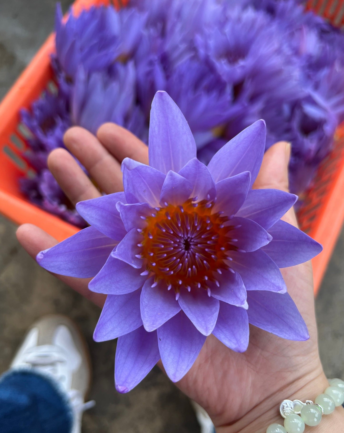 Lotus Tea