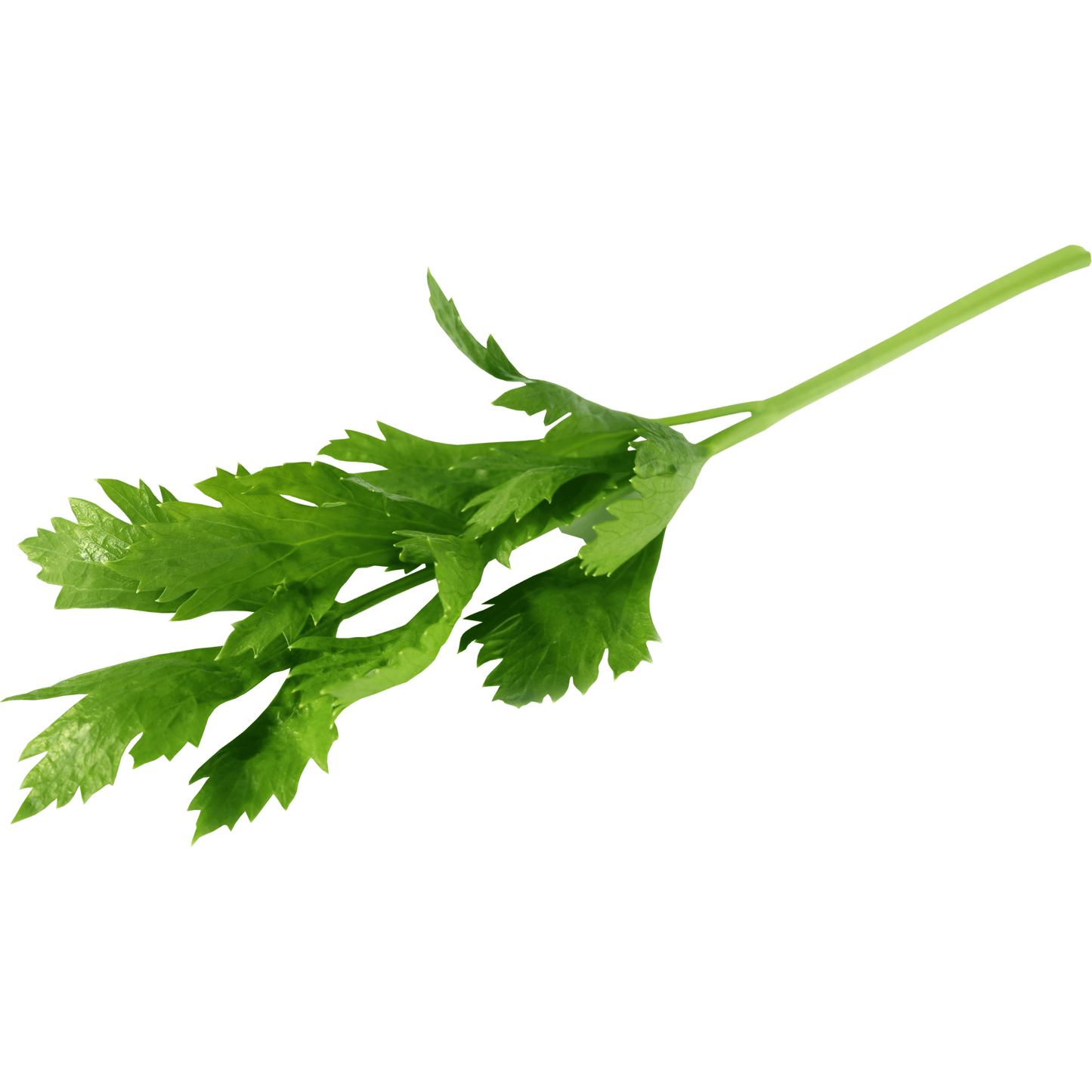 Tall Utah Celery Seeds
