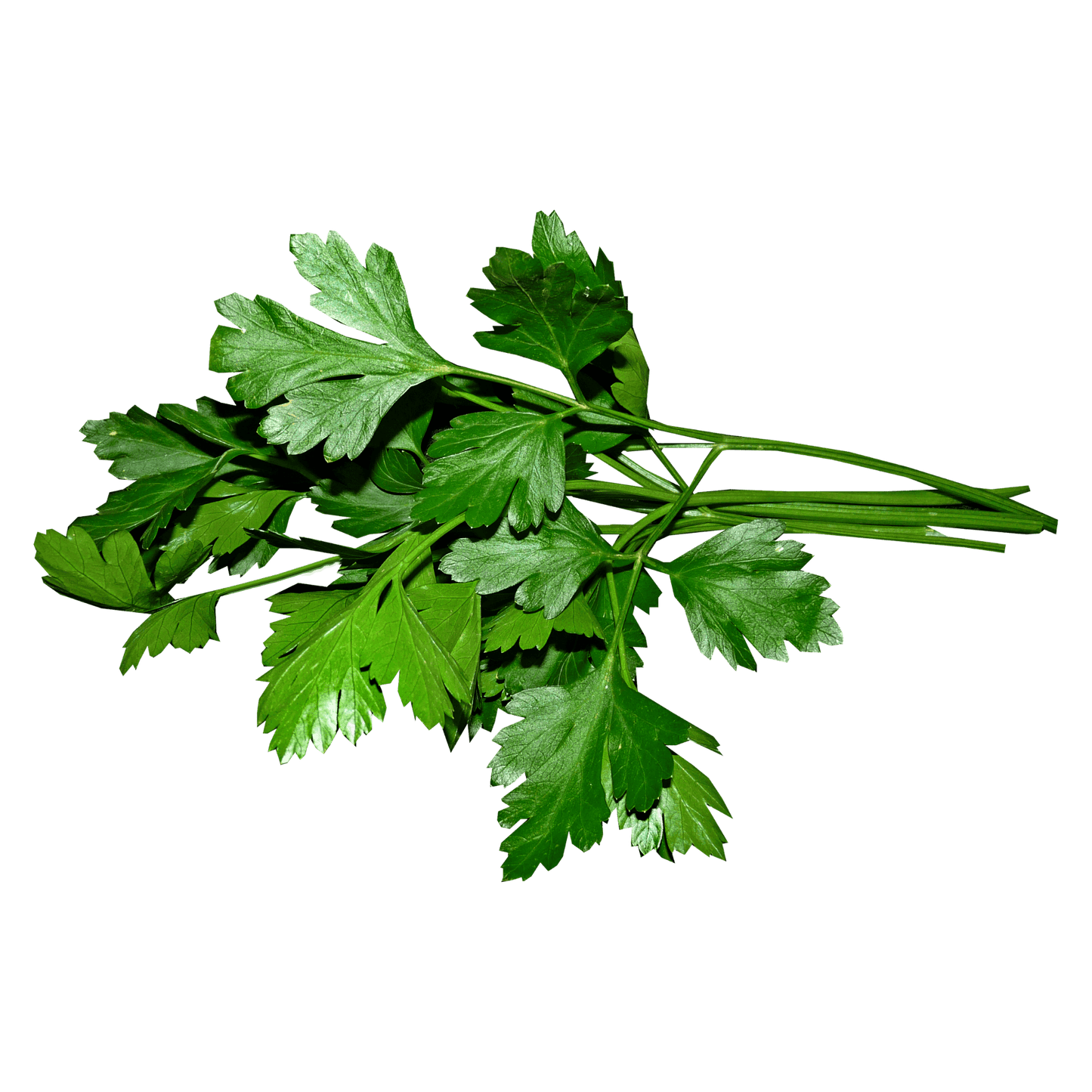 Forest Green Parsley Seeds