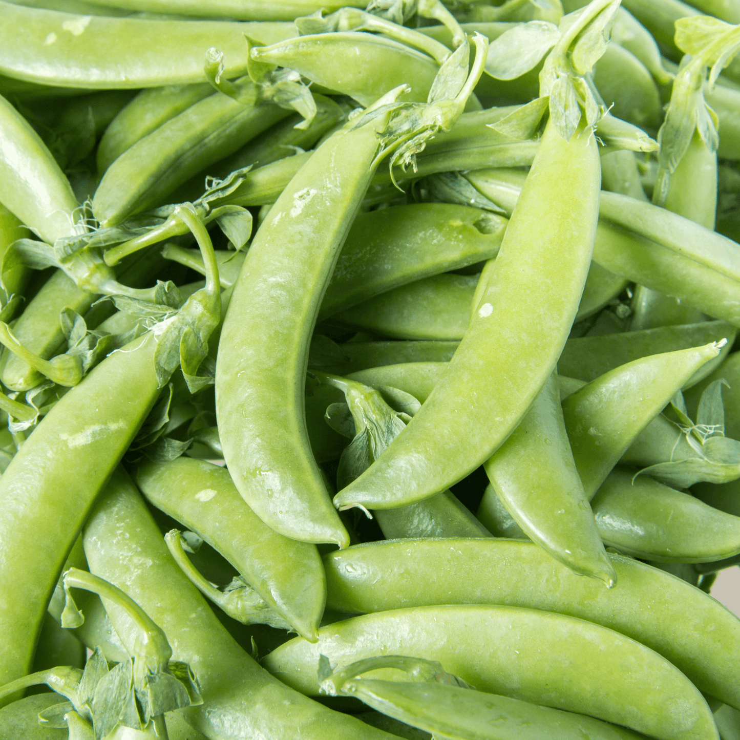 Snap Pea Seeds
